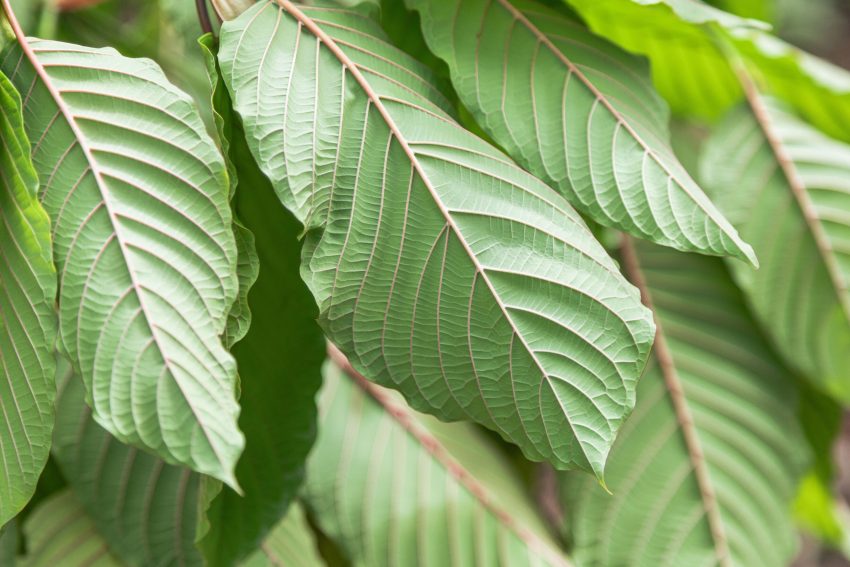 where to get kratom